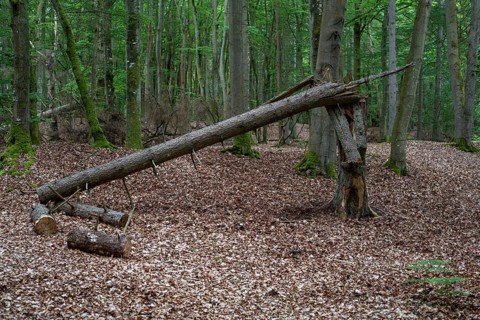 Deadwood in the wild beech forest of the Darß Forest, Prerow, Mecklenburg-Western Pomerania,