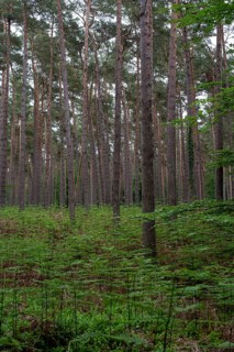 Straight pine forest with dense fern growth, Prerow, Mecklenburg-Western Pomerania, Germany