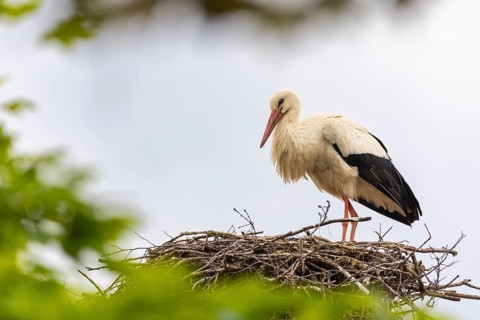 White stork (Ciconia ciconia) in eyrie, birds, Affenberg Salem, Linzgau, Baden-Württemberg, Germany