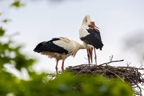 White stork (Ciconia ciconia) chattering, pair sitting in eyrie, birds, Affenberg Salem, Linzgau,