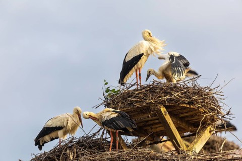 Group of white storks (Ciconia ciconia) on their nests, birds, Affenberg Salem, Linzgau,