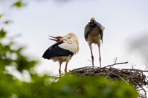 White stork (Ciconia ciconia) chattering, pair sitting in nest, birds, Affenberg Salem, Linzgau,