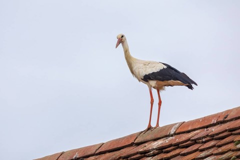 White stork (Ciconia ciconia) on roof rails, birds, Affenberg Salem, Linzgau, Baden-Württemberg,