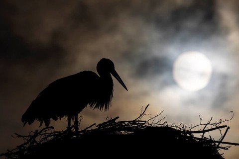 White stork (Ciconia ciconia) backlit on the nest, birds, sun, silhouette, Affenberg Salem,