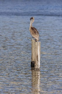 Juvenile brown pelican (Pelecanus occidentalis) perched on a wood piling in Alabama, USA
