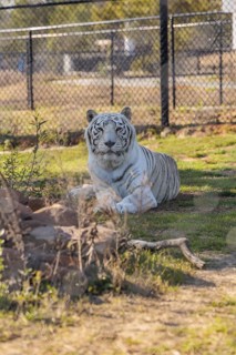White Bengal tiger at the Alabama Gulf Coast Zoo in Gulf Shores, Alabama, USA