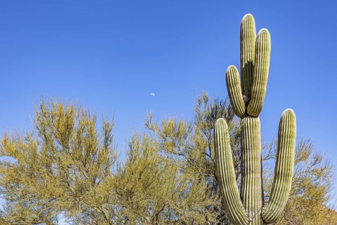 Moon in the sky next to a saguaro cactus at the Organ Pipe Cactus National Monument in southern