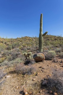 Saguaro and cholla cacti along a trail at the Organ Pipe Cactus National Monument in southern