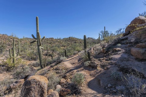 Hiking trail winding between saguaro cacti at the Organ Pipe Cactus National Monument in southern
