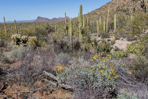 Desert wildflowers and various types of cacti along a trail at the Organ Pipe Cactus National
