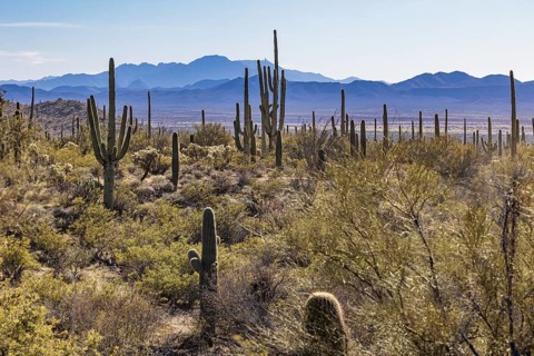 Evening light on saguaro cacti at the Organ Pipe Cactus National Monument in southern Arizona, USA
