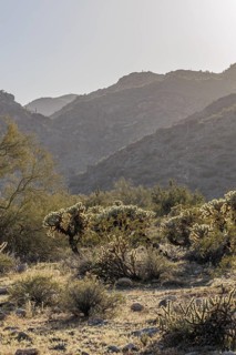 Saguaro (Carnegiea gigantea) cacti backlit by the evening sun at the White Tank Mountain Regional