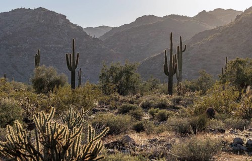 Saguaro (Carnegiea gigantea) cacti backlit by the evening sun at the White Tank Mountain Regional