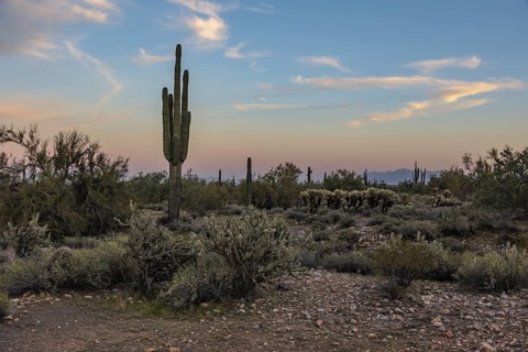 Silhouette of saguaro (Carnegiea gigantea) cacti on the evening sky at the White Tank Mountain