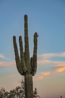 Silhouette of saguaro (Carnegiea gigantea) cacti on the evening sky at the White Tank Mountain