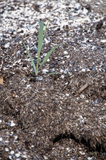 Close-up of a solitary plant in sandy soil, surrounded by mussel shells, Prerow,