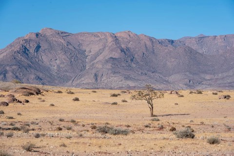 Dry landscape in front of the Brandberg, Damaraland, Namibia