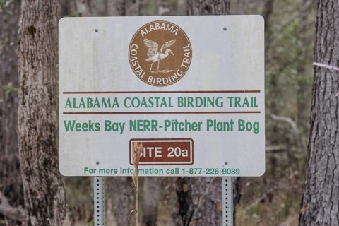 Alabama Coastal Birding Trail sign posted at the Weeks Bay Pitcher Plant Bog near Fairhope,