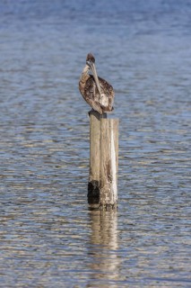 Juvenile brown pelican (Pelecanus occidentalis) perched on a wood piling in Alabama, USA