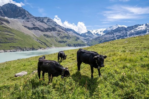 Black cows on an alpine meadow, blue mountain lake in mountain landscape, Lac des Dix reservoir and