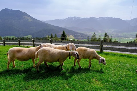 Sheep on the Schwarzenbergalm, Schwarzenberg near Hundham, Leitzachtal, Upper Bavaria, Bavaria,