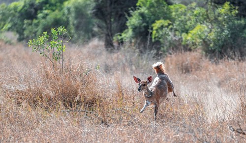 Bushbuck (Tragelaphus scriptus) jumping, flight behaviour, Kruger National Park, South Africa