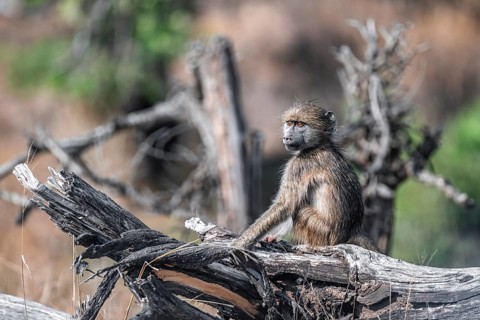 Bear baboon (Papio ursinus), young sitting on a tree trunk, Kruger National Park, South Africa