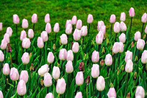 Pink tulips (Tulipa) in a flower bed, Keukenhof Gardens, Lisse, Bollenstreek, South Holland,
