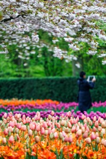 Different coloured tulips (Tulipa), colourful tulip bed, flowering fruit tree, Keukenhof gardens,