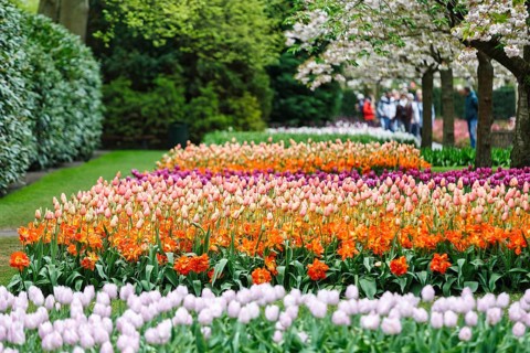 Different coloured tulips (Tulipa), colourful tulip beds, flowering fruit tree, Keukenhof gardens,