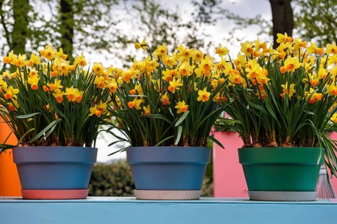 Three flower pots with daffodils, wild daffodil (Narcissus pseudonarcissus), decoration, Keukenhof