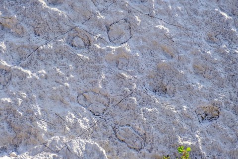 Dinosaur tracks, rockslide area, Marocche di Dro biotope, near Dro, Sarca Valley, Trentino, Italy
