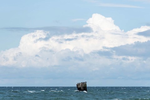 Concrete plinth protruding from the Baltic Sea, several seabirds have settled on it, Prerow,