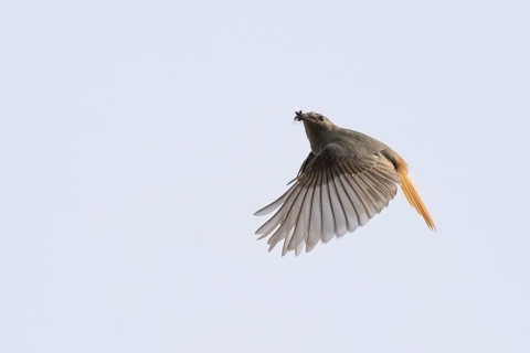 A female black redstart (Phoenicurus ochruros) flies with outstretched wings in the blue sky,