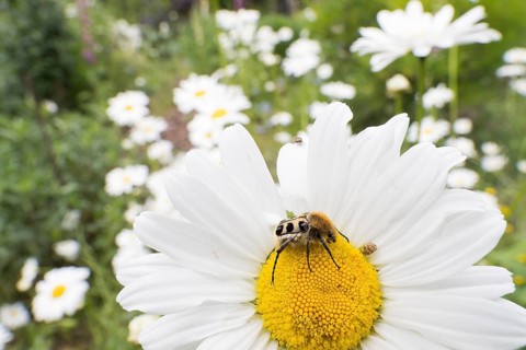 A Bee beetle (Trichius gallicus) sitting on the yellow centre of a daisy flower, Hesse, Germany