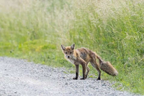 Curious red fox (Vulpes vulpes), mangy, standing at the edge of a gravel path, Hesse, Germany