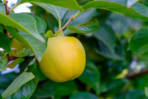 Persimmon on a tree, near Tramin an der Weinstraße, Unteretsch, South Tyrol, Italy
