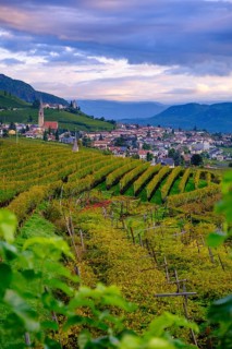 Tramin an der Weinstraße, with vineyards, Unteretsch, South Tyrol, Italy