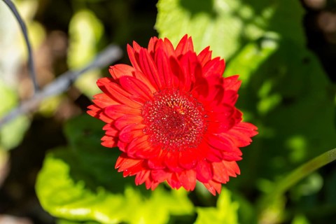 Bright red gerbera (gerbera) with lush green leaves underneath, Ternitz, Lower Austria, Austria