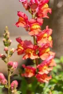 Colourful snapdragon flowers (Antirrhinum) in the sunlight in the garden, Ternitz, Lower Austria,