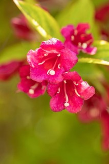 Pink flowers of the Weigela in the sunlight, Ternitz, Lower Austria, Austria