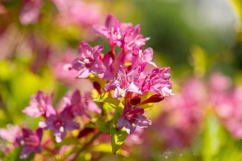 Pink flowers of the Weigela in the sunlight, Ternitz, Lower Austria, Austria