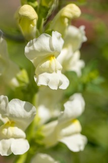 White snapdragon flower (Antirrhinum) in close-up, Ternitz, Lower Austria, Austria