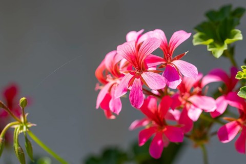 Pink pelargonium flowers (Pelargonium) with green leaves against a neutral background, Ternitz,