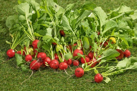 Freshly harvested radishes on green grass