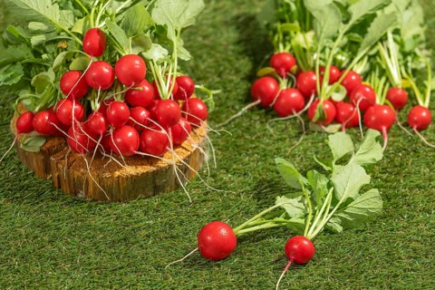 Several bunches of fresh radishes arranged on wood and green meadow