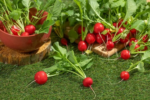 Fresh radishes, some in a red bowl, on a green meadow
