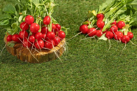 Fresh radish bunches draped on wood and green meadow