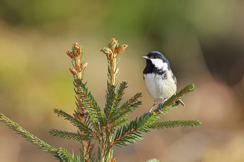 Fir tit (Parus ater), sitting on the top of a young spruce, European spruce (Picea abies),