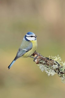 Blue tit (Parus caeruleus), sitting on a branch overgrown with reindeer lichen (Cladonia
